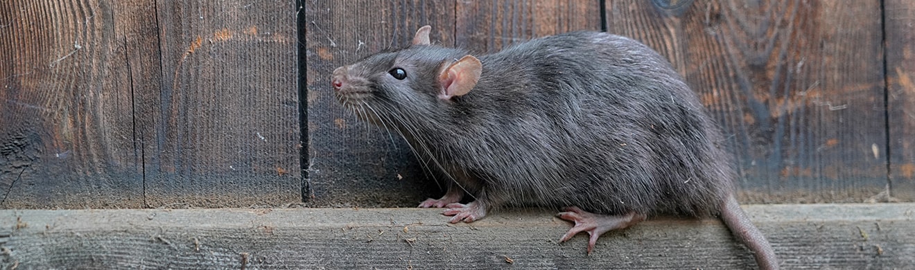 Ratte im Keller in Lüdenscheid