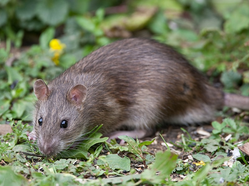 Rattenbekämpfung in Lüdenscheid