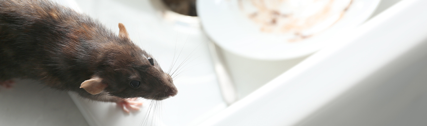 Durch professionelle Schädlingsbekämpfung in Lüdenscheid Ratten in Küche bekämpfen