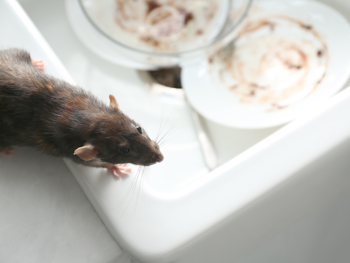Professionelle Schädlingsbekämpfung in Meinerzhagen bei Ratten in der Küche
